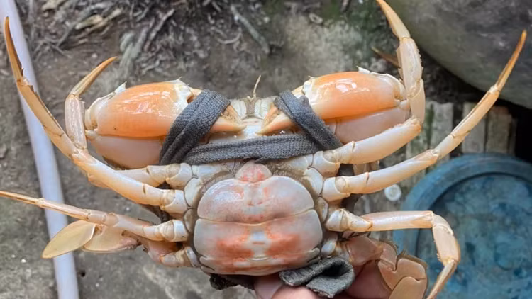 Doc la cua bien song co mau cam nhu cua luoc-Hinh-2