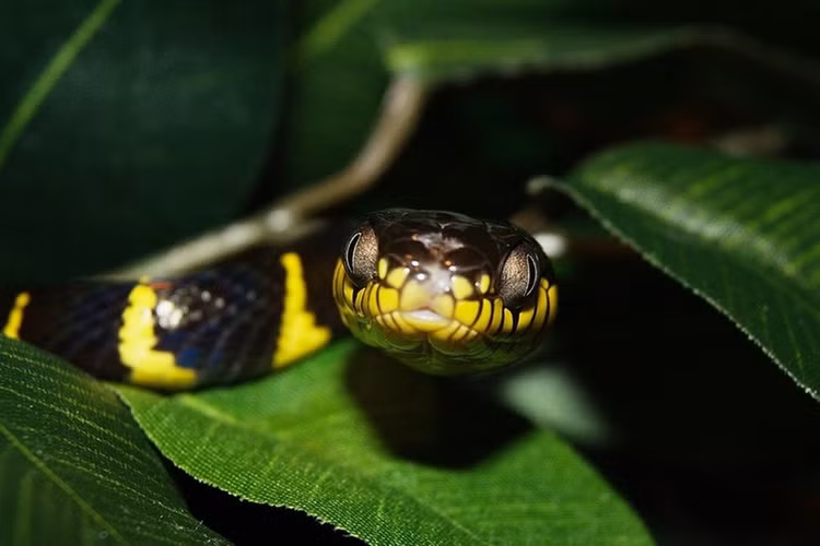 Nhan dien 8 loai ran doc nhat Viet Nam: Cho dai ben mang den gan!-Hinh-5