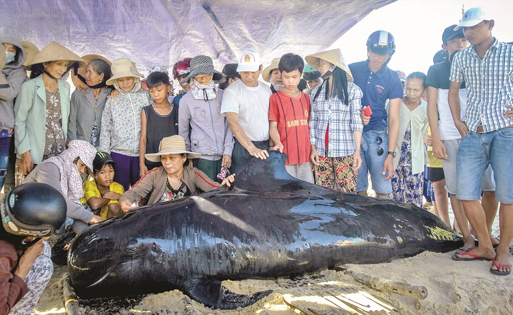 Cận cảnh cá Ông 300 kg cực quý trôi dạt vào bờ biển Trà Vinh - Hình 7 Can canh ca Ong 300 kg cuc quy troi dat vao bo bien Tra Vinh-Hinh-7