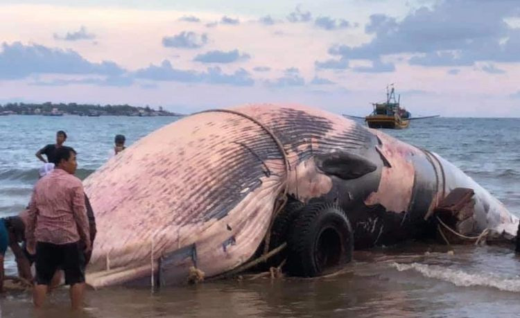 Cận cảnh cá Ông 300 kg cực quý trôi dạt vào bờ biển Trà Vinh - Hình 8 Can canh ca Ong 300 kg cuc quy troi dat vao bo bien Tra Vinh-Hinh-8