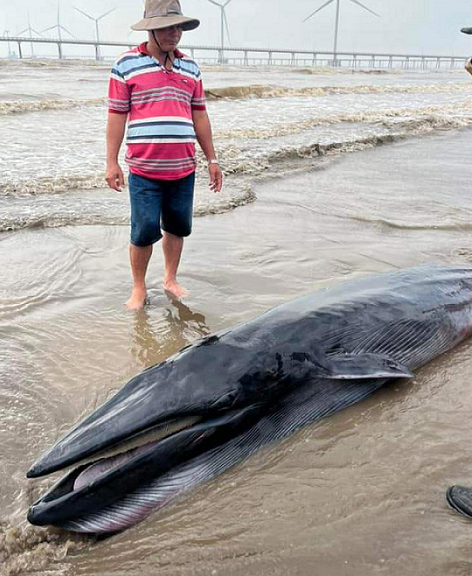 Cận cảnh cá Ông 300 kg cực quý trôi dạt vào bờ biển Trà Vinh - Hình 3 Can canh ca Ong 300 kg cuc quy troi dat vao bo bien Tra Vinh-Hinh-3