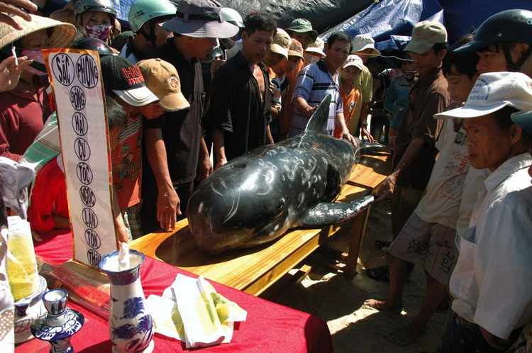 Cận cảnh cá Ông 300 kg cực quý trôi dạt vào bờ biển Trà Vinh - Hình 5 Can canh ca Ong 300 kg cuc quy troi dat vao bo bien Tra Vinh-Hinh-5