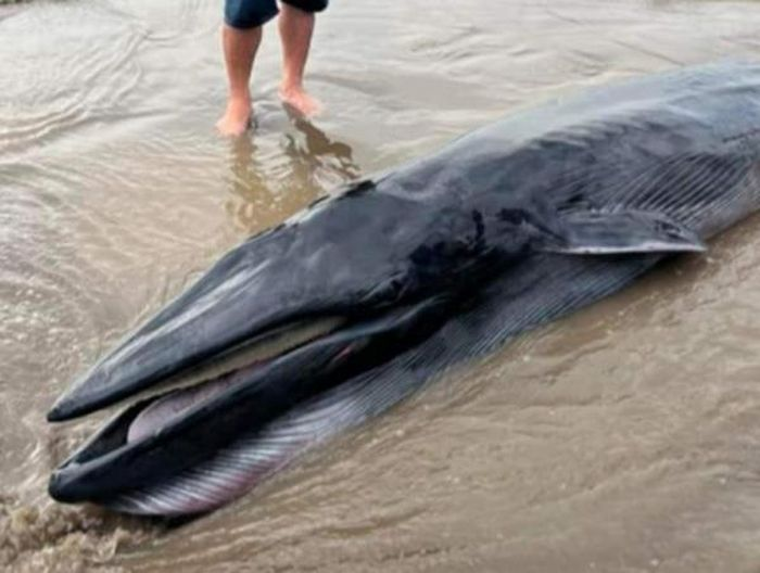 Cận cảnh cá Ông 300 kg cực quý trôi dạt vào bờ biển Trà Vinh Can canh ca Ong 300 kg cuc quy troi dat vao bo bien Tra Vinh