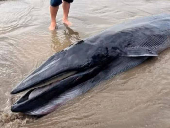 Can canh ca Ong 300 kg cuc quy troi dat vao bo bien Tra Vinh