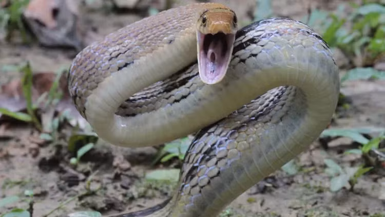 Loai ran “ho bao” hung hang, gia chet dieu luyen: Viet Nam day ray!-Hinh-6