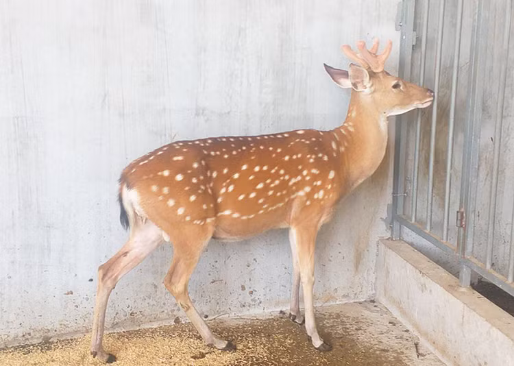 Top dong vat hiem hon kim cuong o Viet Nam: Co loai da tuyet chung!-Hinh-5