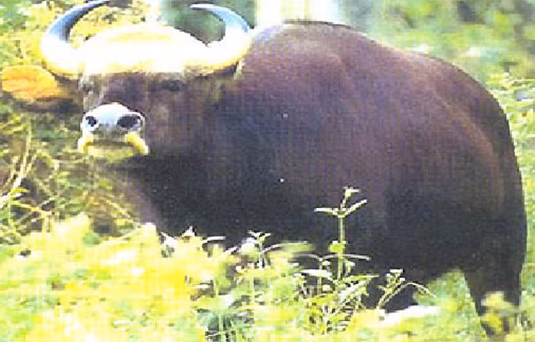 Top dong vat hiem hon kim cuong o Viet Nam: Co loai da tuyet chung!-Hinh-6