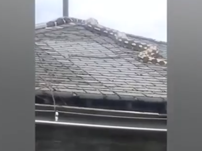 Dung trung “quai thu” xuat hien tren mai nha, nguoi dan run lay bay