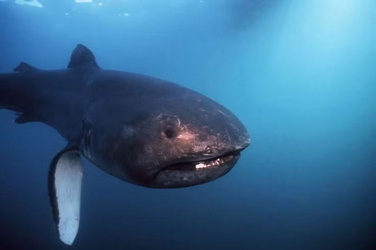 Xac “quai vat” dat vao bai bien, lo bi mat khien the gioi ngo ngang-Hinh-7