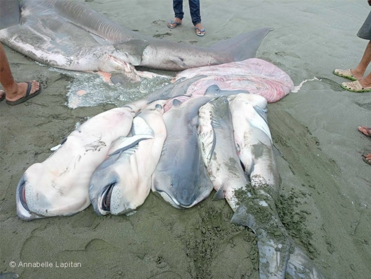 Xác “quái vật” dạt vào bãi biển, lộ bí mật khiến thế giới ngỡ ngàng Xac “quai vat” dat vao bai bien, lo bi mat khien the gioi ngo ngang