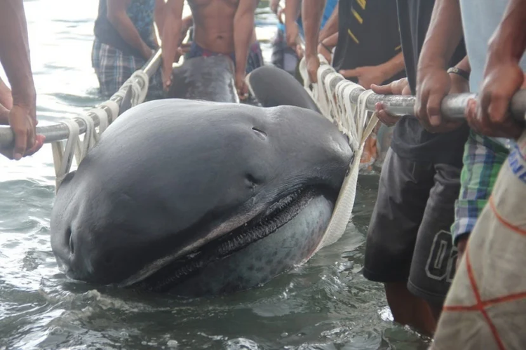 Xác “quái vật” dạt vào bãi biển, lộ bí mật khiến thế giới ngỡ ngàng - Hình 5 Xac “quai vat” dat vao bai bien, lo bi mat khien the gioi ngo ngang-Hinh-5