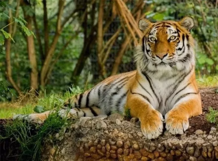 Viet Nam so huu loai ho quy hiem nhat hanh tinh, nghi da tuyet chung