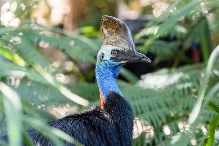 Loai chim nguy hiem nhat TG: Ngoai hinh giong het quai thu thoi tien su-Hinh-8