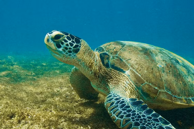 Tan muc rua xanh nang 80kg mac can o Con Dao: Loai trong Sach Do!-Hinh-9