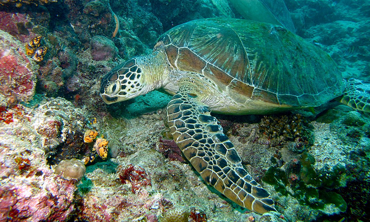 Tan muc rua xanh nang 80kg mac can o Con Dao: Loai trong Sach Do!-Hinh-10