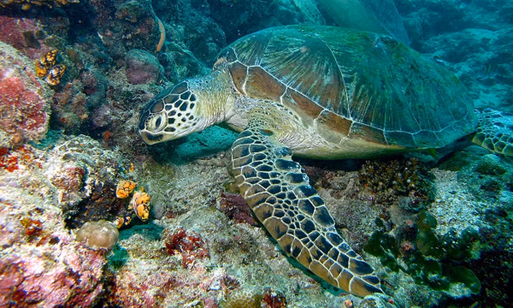 Tan muc rua xanh nang 80kg mac can o Con Dao: Loai trong Sach Do!-Hinh-10