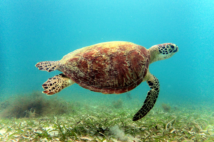 Tan muc rua xanh nang 80kg mac can o Con Dao: Loai trong Sach Do!-Hinh-8