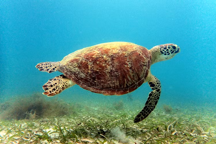 Tan muc rua xanh nang 80kg mac can o Con Dao: Loai trong Sach Do!-Hinh-8