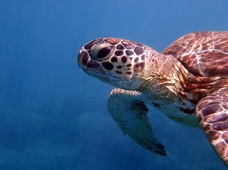 Tan muc rua xanh nang 80kg mac can o Con Dao: Loai trong Sach Do!-Hinh-6