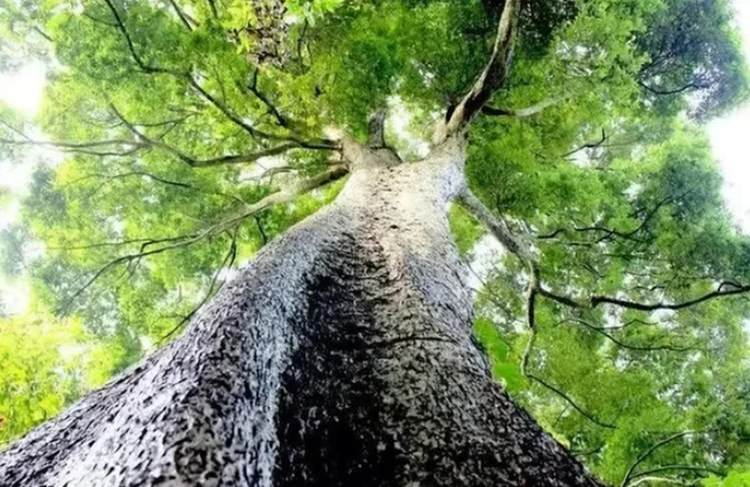 Dao trung khuc go hon 25m, canh sat lap tuc phong toa hien truong vi...-Hinh-8