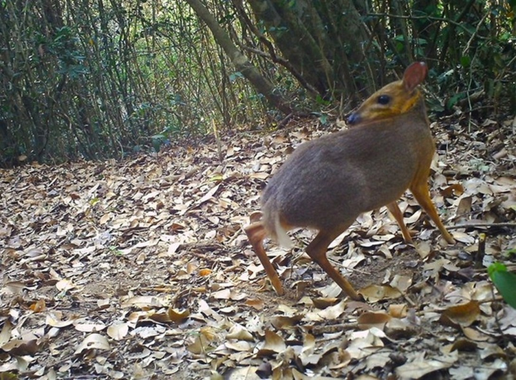 Loai thu doc nhat TG o Viet Nam: Trong giong huou nhung nho nhu tho!-Hinh-8