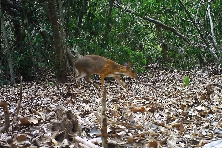 Loai thu doc nhat TG o Viet Nam: Trong giong huou nhung nho nhu tho!-Hinh-2