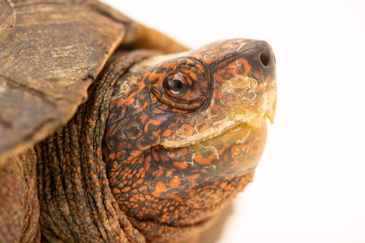 Rua dat duoc giao nop o Binh Phuoc la loai trong Sach Do-Hinh-7