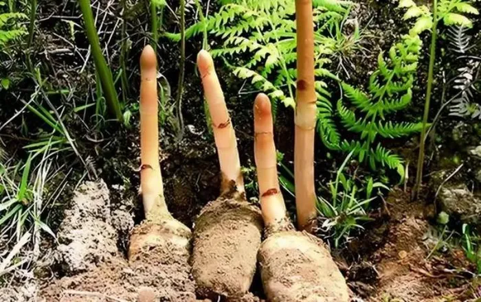 Loại củ từng là 'báu vật', ở Việt Nam bán rẻ như cho - Hình 7 Loai cu tung la 'bau vat', o Viet Nam ban re nhu cho-Hinh-7