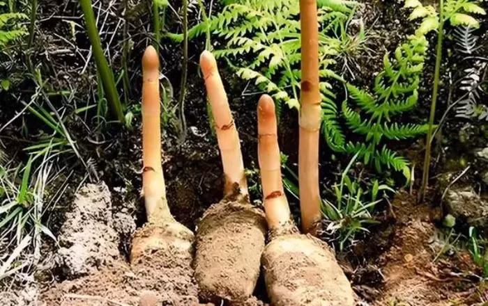 Loai cu tung la 'bau vat', o Viet Nam ban re nhu cho-Hinh-7