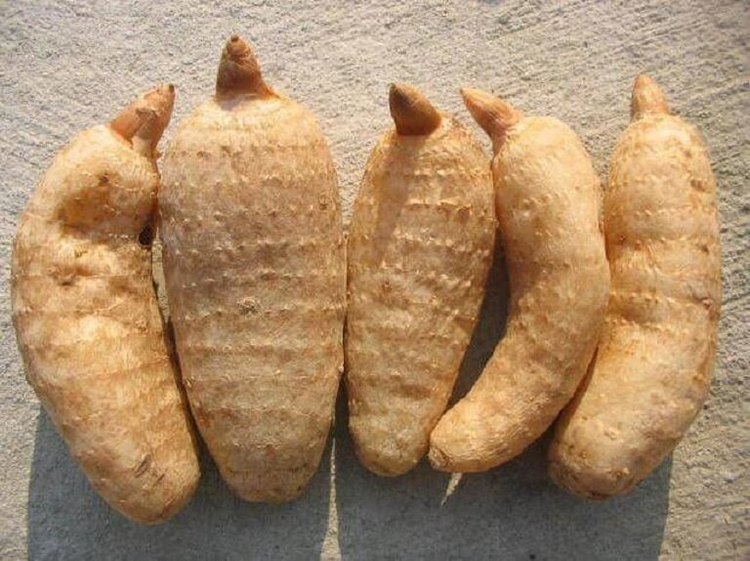 Loại củ từng là 'báu vật', ở Việt Nam bán rẻ như cho - Hình 3 Loai cu tung la 'bau vat', o Viet Nam ban re nhu cho-Hinh-3