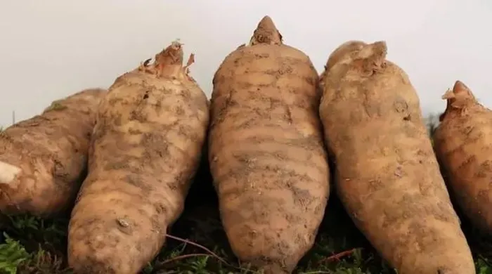Loại củ từng là 'báu vật', ở Việt Nam bán rẻ như cho - Hình 6 Loai cu tung la 'bau vat', o Viet Nam ban re nhu cho-Hinh-6