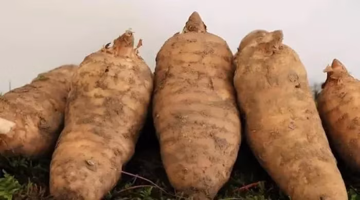 Loai cu tung la 'bau vat', o Viet Nam ban re nhu cho-Hinh-6