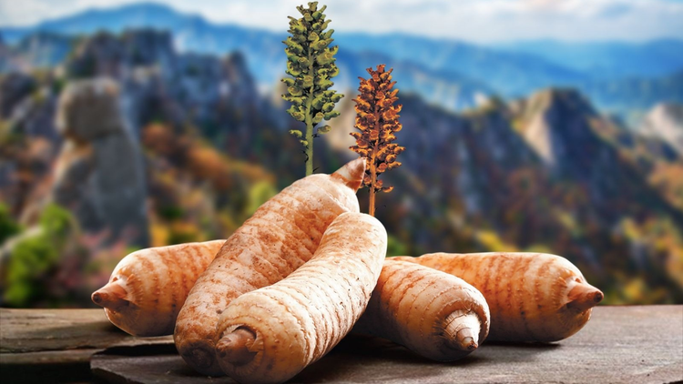 Loại củ từng là 'báu vật', ở Việt Nam bán rẻ như cho - Hình 8 Loai cu tung la 'bau vat', o Viet Nam ban re nhu cho-Hinh-8