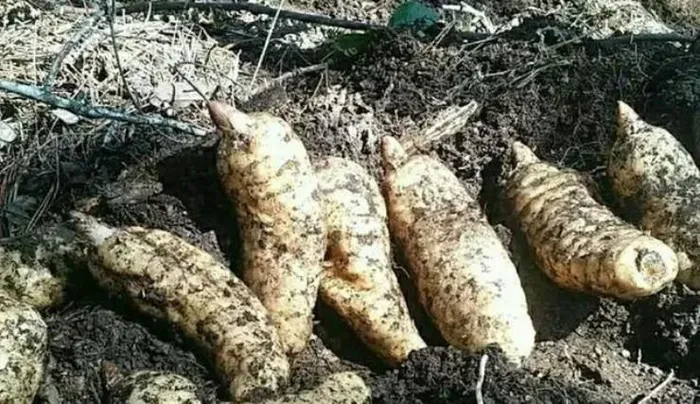 Loại củ từng là 'báu vật', ở Việt Nam bán rẻ như cho - Hình 5 Loai cu tung la 'bau vat', o Viet Nam ban re nhu cho-Hinh-5