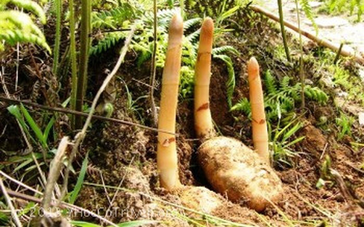 Loại củ từng là 'báu vật', ở Việt Nam bán rẻ như cho - Hình 2 Loai cu tung la 'bau vat', o Viet Nam ban re nhu cho-Hinh-2