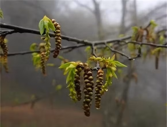 Loai cay quy hiem nhat the gioi, duoc canh gac nghiem ngat 24/24-Hinh-6