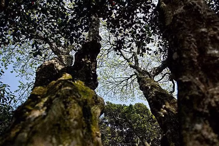 Loai cay quy hiem nhat the gioi, duoc canh gac nghiem ngat 24/24-Hinh-8