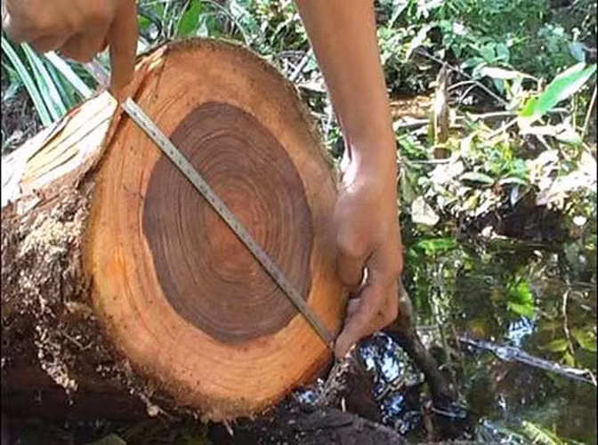 Loai go quy ca the gioi san lung, Viet Nam chi con 162 cay-Hinh-6