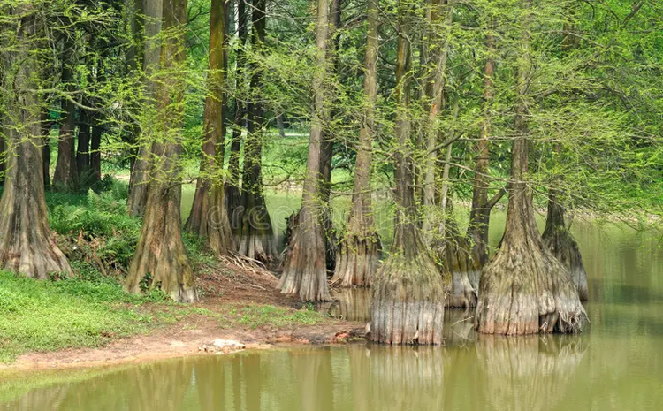 Loai go quy ca the gioi san lung, Viet Nam chi con 162 cay-Hinh-3