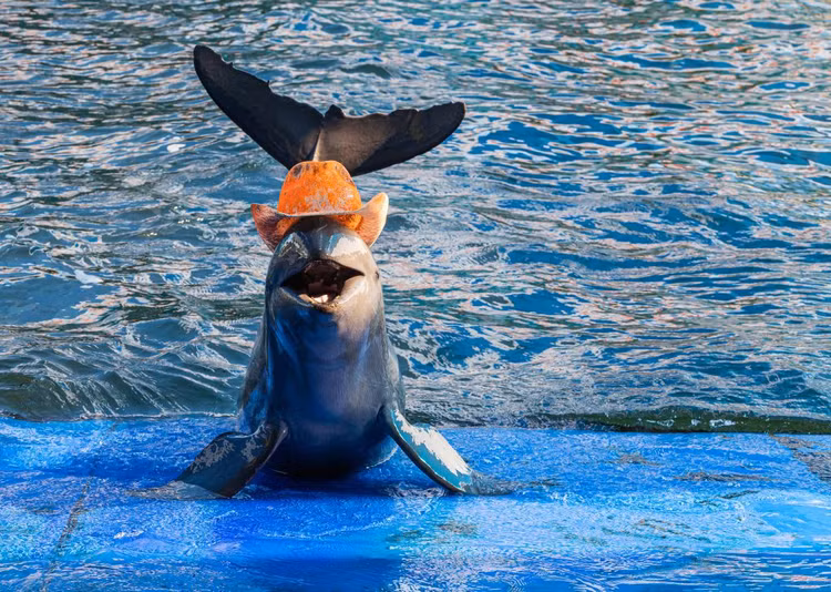 Sinh vat duoc vi nhu 'bau vat song', canh sat bao ve 24/7-Hinh-4