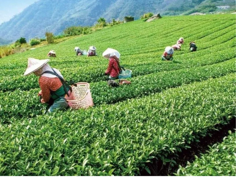 Loài cây kỳ lạ, bị sâu cắn thành 'đặc sản', Việt Nam cũng có - Hình 8 Loai cay ky la, bi sau can thanh 'dac san', Viet Nam cung co-Hinh-8