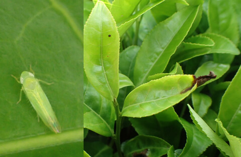 Loài cây kỳ lạ, bị sâu cắn thành 'đặc sản', Việt Nam cũng có - Hình 4 Loai cay ky la, bi sau can thanh 'dac san', Viet Nam cung co-Hinh-4