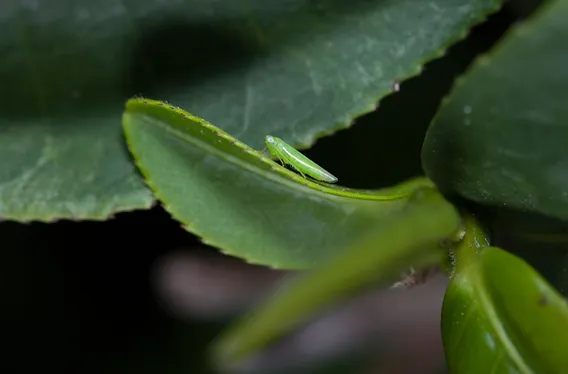 Loài cây kỳ lạ, bị sâu cắn thành 'đặc sản', Việt Nam cũng có - Hình 5 Loai cay ky la, bi sau can thanh 'dac san', Viet Nam cung co-Hinh-5