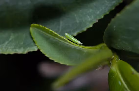 Loai cay ky la, bi sau can thanh 'dac san', Viet Nam cung co-Hinh-5