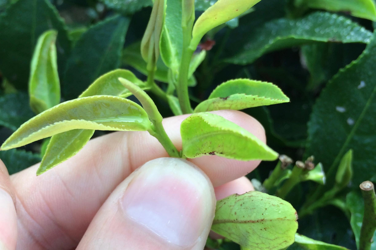 Loài cây kỳ lạ, bị sâu cắn thành 'đặc sản', Việt Nam cũng có - Hình 2 Loai cay ky la, bi sau can thanh 'dac san', Viet Nam cung co-Hinh-2