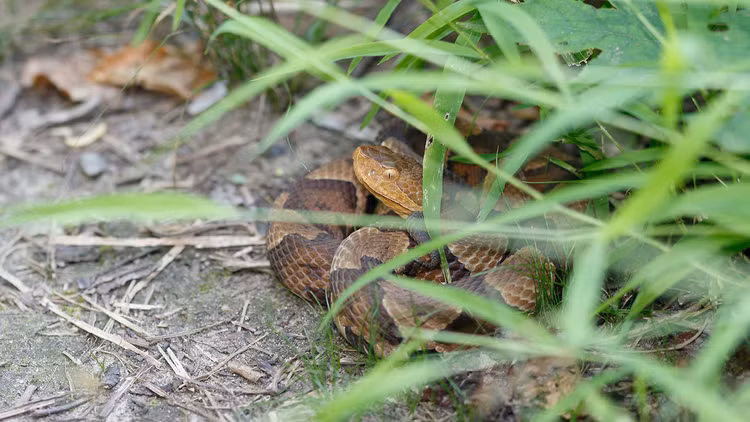 Hai loai hoa khien ran doc khiep via, nha nao cung nen trong