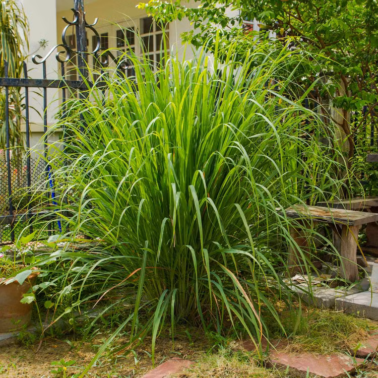 Hai loai hoa khien ran doc khiep via, nha nao cung nen trong-Hinh-8