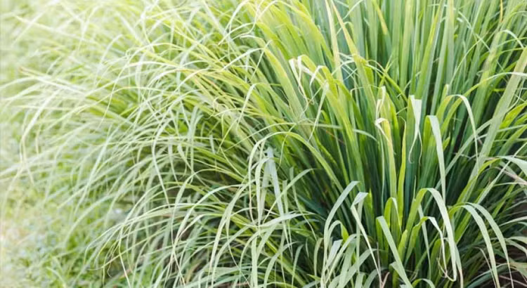 Hai loai hoa khien ran doc khiep via, nha nao cung nen trong-Hinh-5