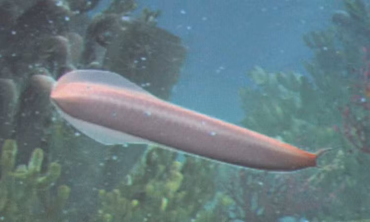 Phat hien moi ve to tien loai nguoi, lich su phai viet lai?-Hinh-5