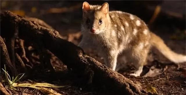 'Quai vat’ ngo tuyet chung 1 the ky bong 'hoi sinh' than ky-Hinh-8